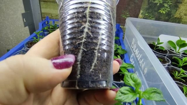 Как вырастить гортензию из почки ⁉️Проветривание, опрыскивание,полив,прищипка?? смотреть онлайн