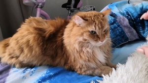 Злой сибирский рыжий кот