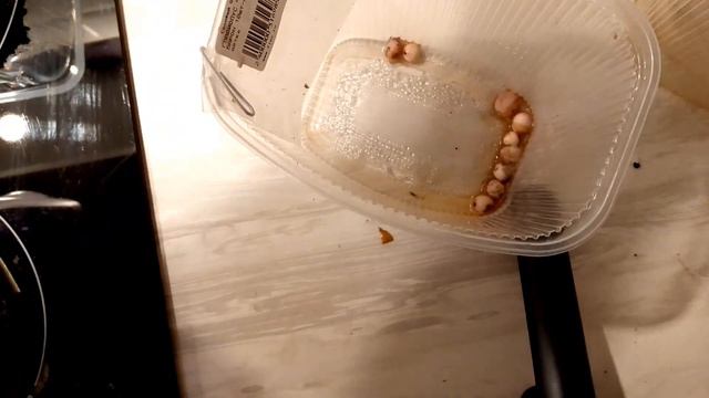 Эксперимент.Детка гладиолуса на гидропонике смотреть онлайн