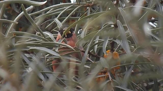 Снегирь тоже любит ягоды облепихи смотреть онлайн