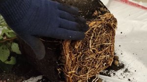 Финиковая пальма в квартире, пересадка