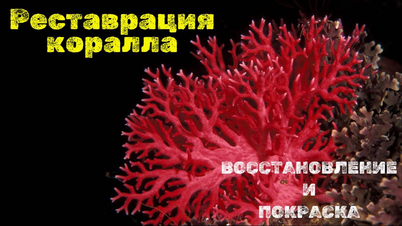 РЕСТАВРАЦИЯ коралла! #коралл  #аквадизайн  #аквариум #fish  #оформлениеаквариума #aquarium