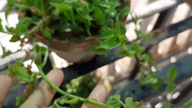 Turtle vine/succulent plant? Callisia repens/sciencetific name/plant full details sumbul's Garden смотреть онлайн