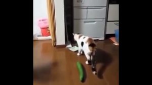 КОТЫ БОЯТСЯ ОГУРЦОВ! СМЕШНОЕ ВИДЕО С КОШКАМИ.
