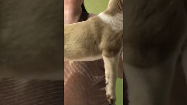 САО Алабай 1 правнучка Бульдозера  Матурхана Цезаря.    2 мес. 1 сука +375447438506 смотреть онлайн