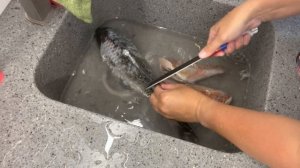 ???КАК ПОЧИСТИТЬ РЫБУ ОТ ЧЕШУИ И КИШОК??/ 17 июля 2021 г.