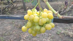 Виноград Красавчик 2020 г.