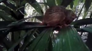 Tarsius.  Долгопят Филиппинский.о. Бохол