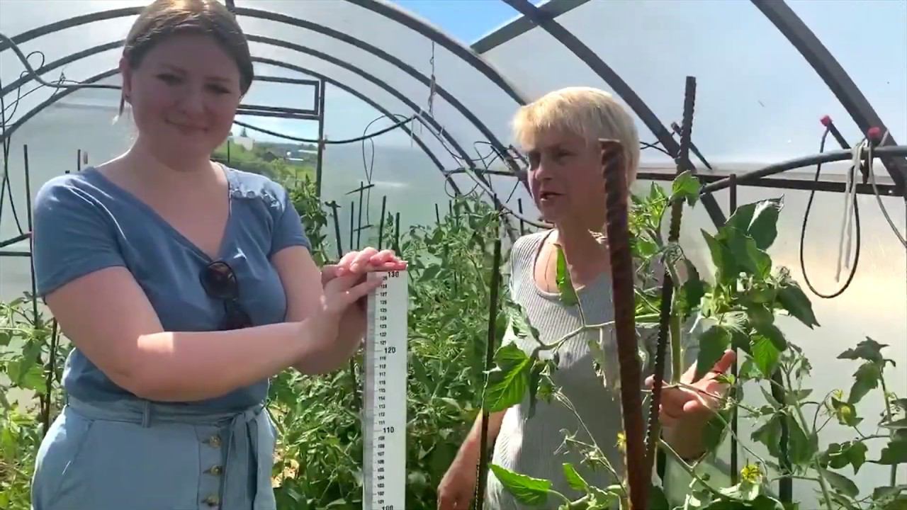 Лучше один раз измерить. Кормилица Микориза Башкирская удивляет всех!