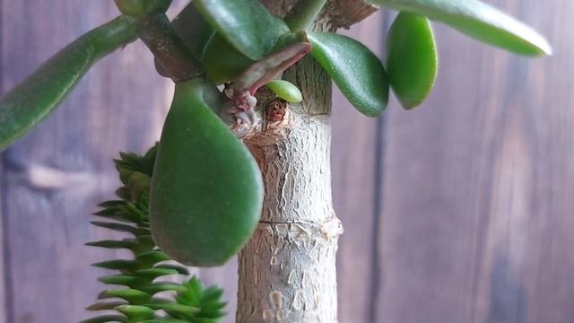 Комнатные суккуленты позволяют экспериментировать. смотреть онлайн