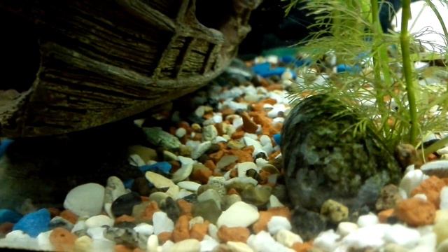 АНЦИСТРУС смотреть онлайн