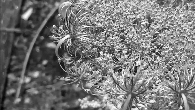 DANDELION en vivo (2) (Música A La Distancia) Federico Puebla смотреть онлайн