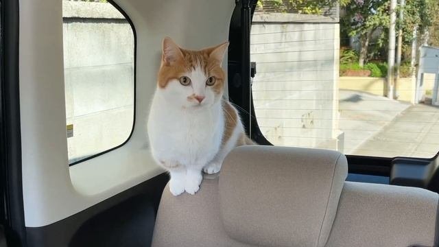 NBOXはもふもふのおもちゃBOX【短足マンチカン】