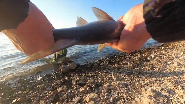 Рыбалка на Волге. Волжские сазаны. смотреть онлайн