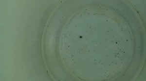 Что это? Подуры или трипсы?