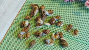 ПРОДАЖА УЛИТОК АХАТИН , АРХАХАТИН - ОКТЯБРЬ 2018 ( ПИТОМНИК "МАРИ МИСТИК" )