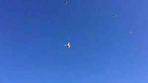Красные Николаевские голуби Енакиево