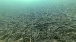 ОКУНЬ КЛЮНЕТ ТОЧНО! Атака Окуня под водой.  Ловля окуня на балансир и блесну Подводная съёмка