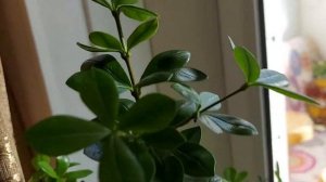 Редкое растение - аликсия