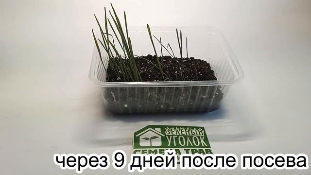 Микрозелень ржи: как выращивать в земле