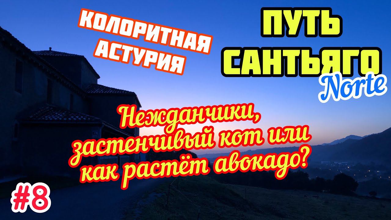 #8 ПУТЬ САНТЬЯГО Норте | Как растёт авокадо?