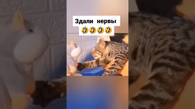 лучшие-приколы-2022_36.mp4