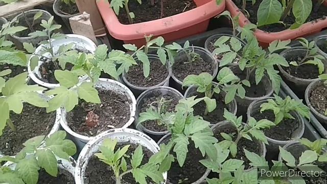 Дрожжевая подкормка рассады томатов, огурцов и перцев/Все покажу