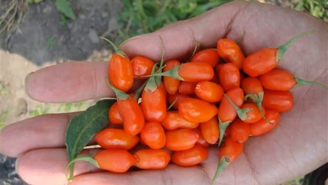 кусты ягоды годжи купить смотреть онлайн