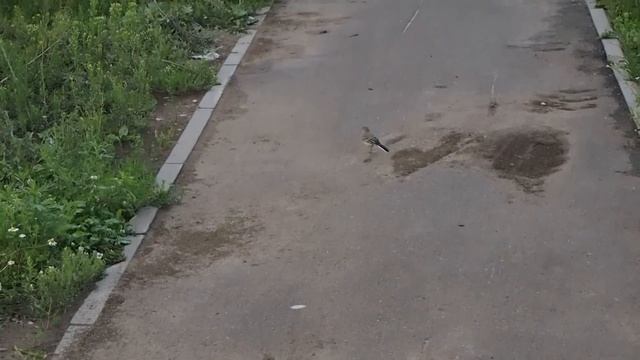 Olympus E-PM1 Обзор на сайте www.dns-shop.ru смотреть онлайн