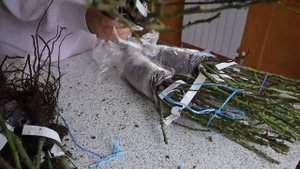 Посылка с розами осень 2021 из питомника Розы Вдохновения! Распаковка, обзор.