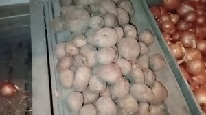 Картофель сорта Рамона и зимний лук. 2.04.2021 Ревизия подвала