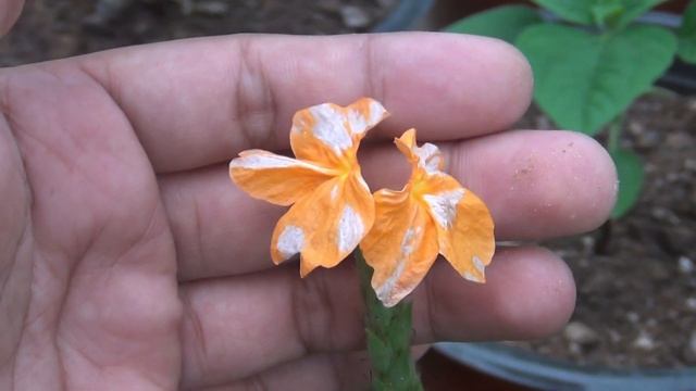 RIGHT Way To GROW & CARE for Crossandra/Firecracker Flower смотреть онлайн