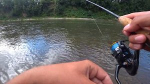 Наловил горбуши к обеду. Быстро и просто! __ Pink Salmon for Dinner. Catch and Cook (Eng Subs).