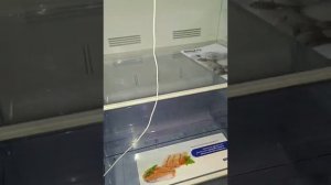 Beko No Frost с дисплеем