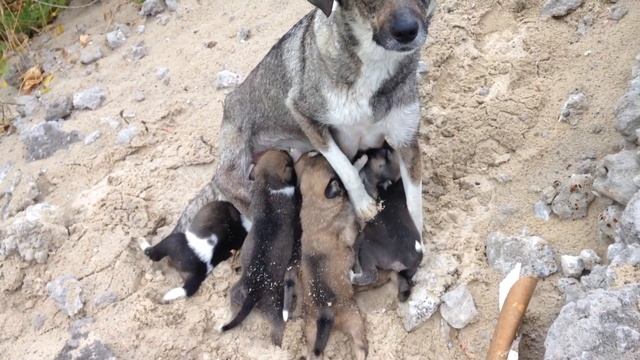 Дворняга Маня и её щенки смотреть онлайн