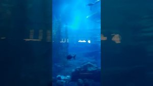 Океанариум в ОАЭ, торговый центр "Дубай Молл".