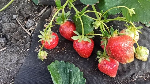 Обзор земляники НСД - Вивара! Омск, 19.06.2022г. смотреть онлайн