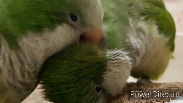 КАК ПОЮТ, ЧИРИКАЮТ, КРИЧАТ, ГОВОРЯТ "ПТИЧКА" ПОПУГАИ КВАКЕРЫ!  The singing of the parrots Quakers