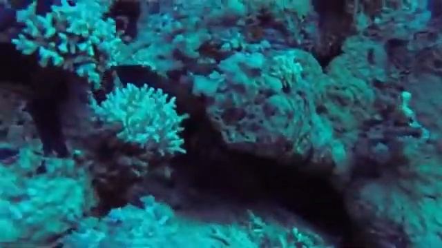 Инструкция 3  Наама Бей   Naama Bay   Красное Море  Инструкция по изучению   дайвинг   diving