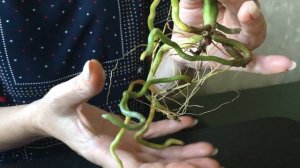 Реанимация орхидей в грунте Серамис