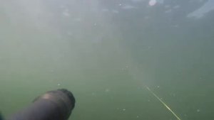 Тамань подводная охота в мутняке