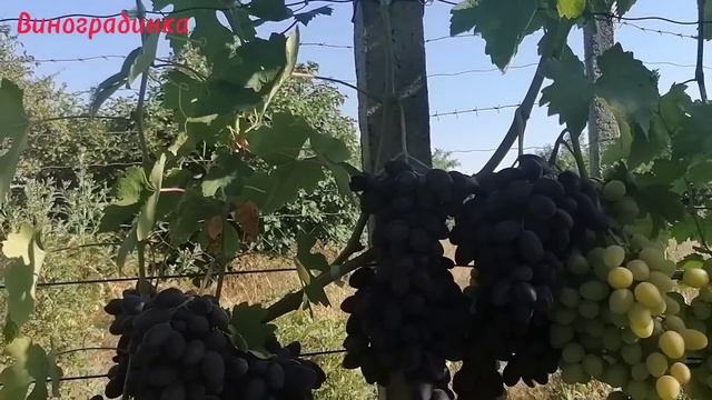 Виноград Каталония 2022г смотреть онлайн