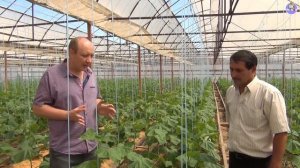 Питание для огурцов в теплице на летне-осенний оборот (28-08-2018)