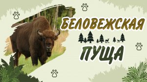 Национальный парк БЕЛОВЕЖСКАЯ ПУЩА. Путешествие в сердце белорусского леса