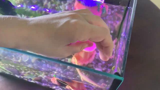 Тритон и его друзья. смотреть онлайн