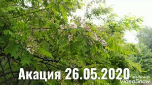 Акация. 26.05.2020 ХОЛОДНО!!!