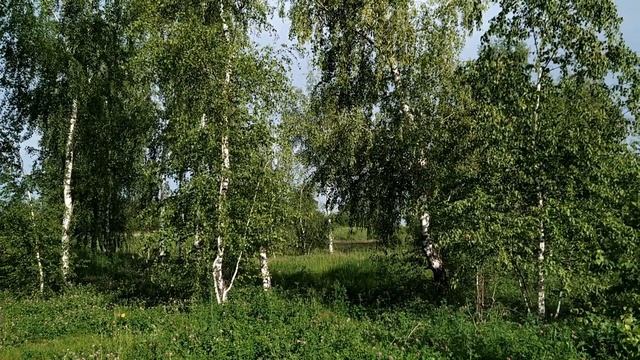 Приметы на 15 июля в день БЕРЕГИНИ. Что нельзя делать