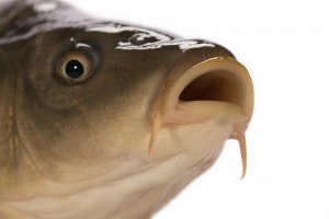 Насадка из гороха для белой рыбы.