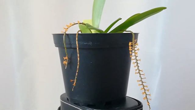 Aerangis Hariotiana смотреть онлайн