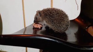 Ежики возвращаются!!!  Первый ежик в этом сезоне. Еж, ежи, hedgehog.